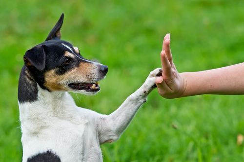 5 dicas para fazer os cachorros obedecerem com comandos simples