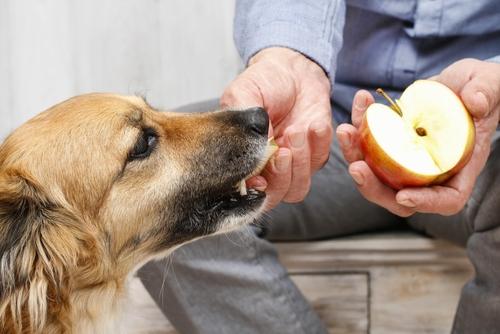 Cachorro pode comer frutas? Quais podem fazer mal?