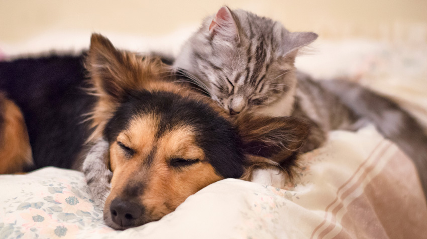 Cães e gatos podem ser amigos