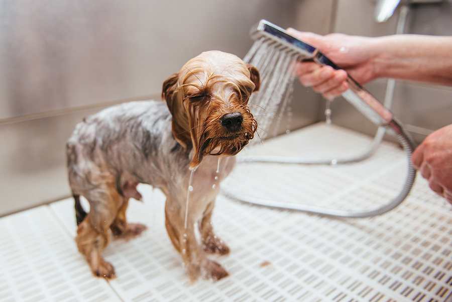 Como escolher um bom banho e tosa para levar meu pet?