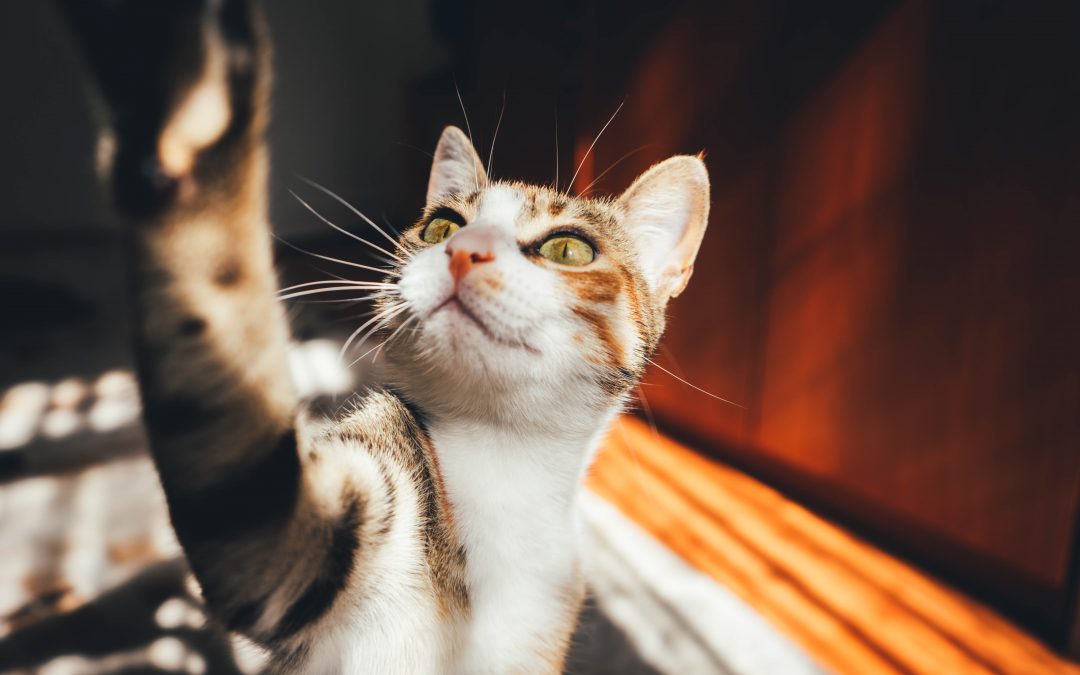 5 mitos sobre gatos