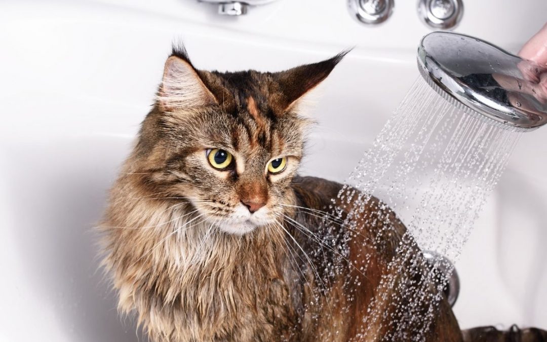 Dicas para acostumar seu gato com banho