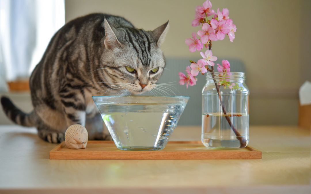 5 dicas para incentivar seu gato a beber mais água
